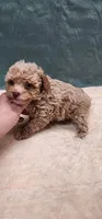 Rachel, a female Poodle - Toy  for sale in Mount Pleasant, NC – 4 of 4