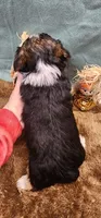 Teddy, a male Yorkshire Terrier for sale in Mount Pleasant, NC – 6 of 6