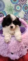 Panda, a female Shih Tzu and Poodle - Toy  for sale in Mount Pleasant, NC – 2 of 4