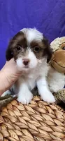 Rowdy, a male Shih Tzu for sale in Mount Pleasant, NC – 4 of 5