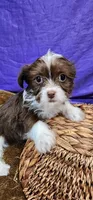 Trixie, a female Shih Tzu for sale in Mount Pleasant, NC – 3 of 6