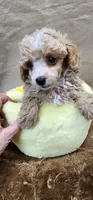 Rose, a female Poodle - Toy  for sale in Mount Pleasant, NC – 6 of 6