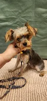 Brittany, a female Yorkshire Terrier for sale in Mount Pleasant, NC – 3 of 5