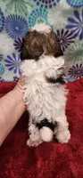 Katie, a female Shih Tzu and Poodle - Toy  for sale in Mount Pleasant, NC – 3 of 4