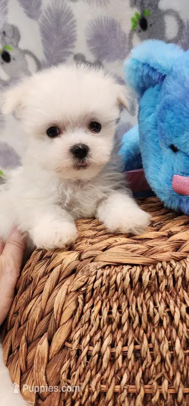 Maltese Male – Maltese puppy for sale in Mount Pleasant, NC