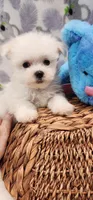 Maltese Male, a male Maltese for sale in Mount Pleasant, NC – 1 of 5