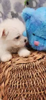 Maltese Male, a male Maltese for sale in Mount Pleasant, NC – 3 of 5