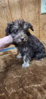 Tanner, a male Miniature Schnauzer for sale in Mount Pleasant, NC – 3 of 4