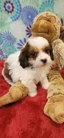 Bernard, a male Shih Tzu and Poodle - Toy  for sale in Mount Pleasant, NC – 4 of 4