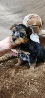 Paul, a male Yorkshire Terrier for sale in Mount Pleasant, NC – Photo 5 of 5