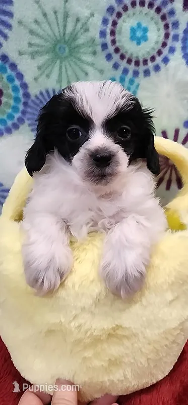 Poncho – Shih Tzu, Poodle - Toy  puppy for sale in Mount Pleasant, NC