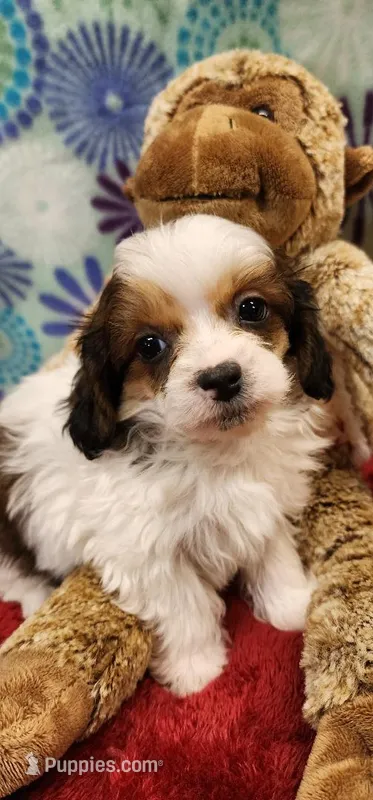 Bernard – Shih Tzu, Poodle - Toy  puppy for sale in Mount Pleasant, NC