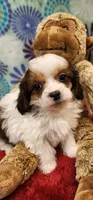 Bernard, a male Shih Tzu and Poodle - Toy  for sale in Mount Pleasant, NC – 1 of 4