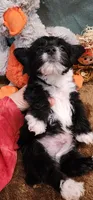 Shadow, a male Yorkshire Terrier for sale in Mount Pleasant, NC – 2 of 6