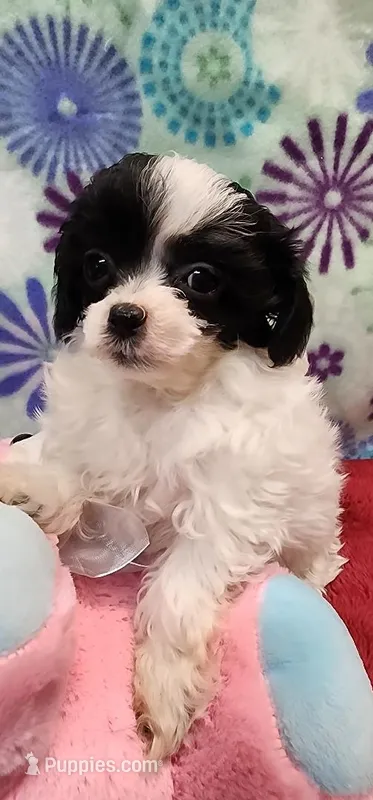 Panda – Shih Tzu, Poodle - Toy  puppy for sale in Mount Pleasant, NC