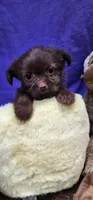 Bean, a male Shih Tzu for sale in Mount Pleasant, NC – 1 of 5