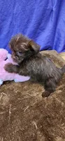 Penny, a female Shih Tzu for sale in Mount Pleasant, NC – 2 of 6