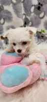 Maltese Female, a female Maltese for sale in Mount Pleasant, NC – 2 of 5