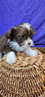 Trixie, a female Shih Tzu for sale in Mount Pleasant, NC – 2 of 6