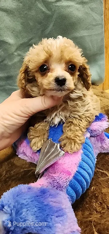 Apricot Boy – Poodle - Toy  puppy for sale in Mount Pleasant, NC