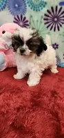 Katie, a female Shih Tzu and Poodle - Toy  for sale in Mount Pleasant, NC – 4 of 4