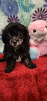 Jada, a female Shih Tzu and Poodle - Toy  for sale in Mount Pleasant, NC – 4 of 4