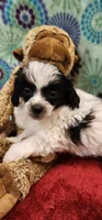 Poncho, a male Shih Tzu and Poodle - Toy  for sale in Mount Pleasant, NC – 4 of 4