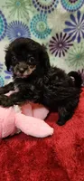 Jada, a female Shih Tzu and Poodle - Toy  for sale in Mount Pleasant, NC – 2 of 4