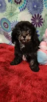 Jada, a female Shih Tzu and Poodle - Toy  for sale in Mount Pleasant, NC – 3 of 4