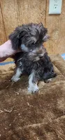 Tanner, a male Miniature Schnauzer for sale in Mount Pleasant, NC – 2 of 4