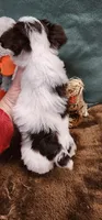 Abby, a female Yorkshire Terrier for sale in Mount Pleasant, NC – 2 of 6