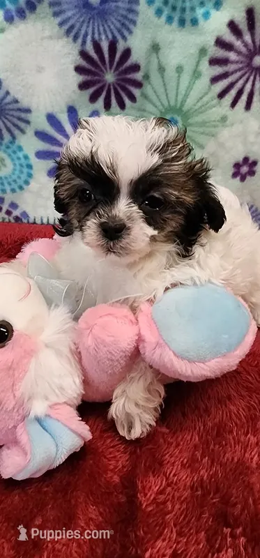 Katie – Shih Tzu, Poodle - Toy  puppy for sale in Mount Pleasant, NC