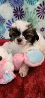 Katie, a female Shih Tzu and Poodle - Toy  for sale in Mount Pleasant, NC – 1 of 4