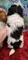 Poncho, a male Shih Tzu and Poodle - Toy  for sale in Mount Pleasant, NC – 3 of 4