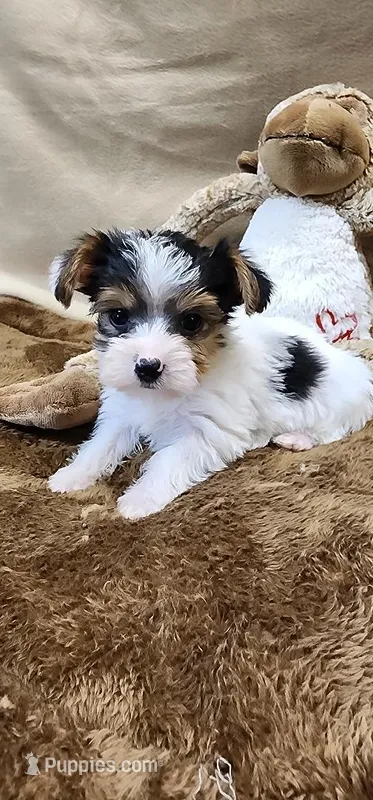 Patches – Yorkshire Terrier puppy for sale in Mount Pleasant, NC