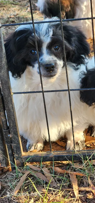 Poncho – Shih Tzu puppy for sale in Mount Pleasant, NC
