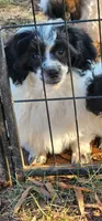 Poncho, a male Shih Tzu for sale in Mount Pleasant, NC – 1 of 6