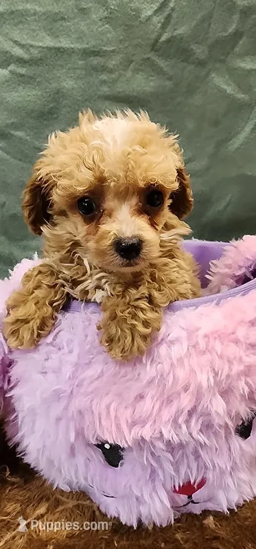Apricot Boy – Poodle - Toy  puppy for sale in Mount Pleasant, NC