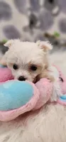 Maltese Female, a female Maltese for sale in Mount Pleasant, NC – 3 of 5