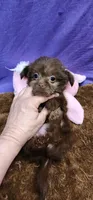 Penny, a female Shih Tzu for sale in Mount Pleasant, NC – 3 of 6