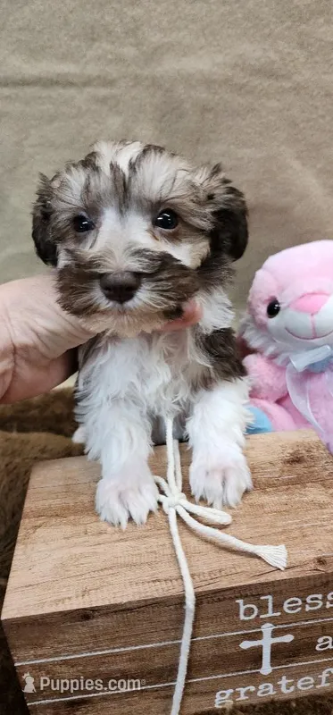 Chewey – Miniature Schnauzer puppy for sale in Mount Pleasant, NC