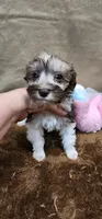 Chewey, a female Miniature Schnauzer for sale in Mount Pleasant, NC – Photo 2 of 5
