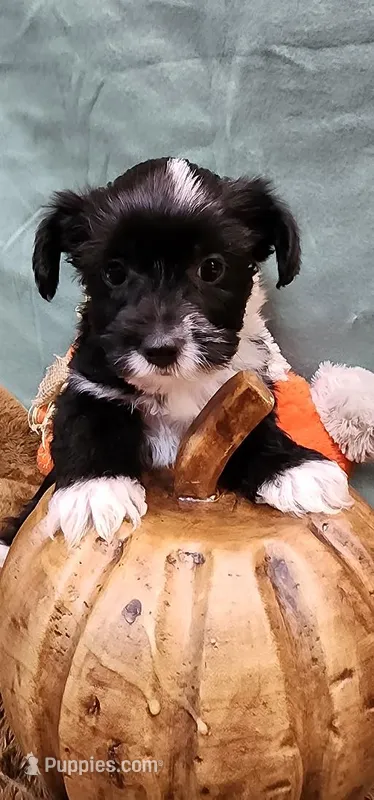 Shadow – Yorkshire Terrier puppy for sale in Mount Pleasant, NC