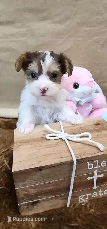 Patsey – Yorkshire Terrier puppy for sale in Mount Pleasant, NC