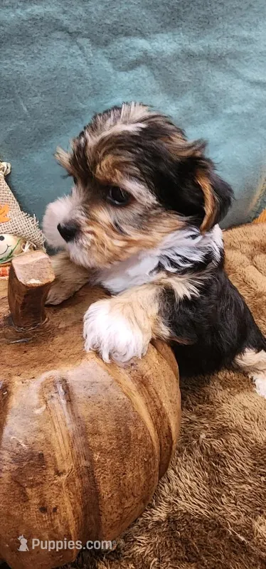 Teddy – Yorkshire Terrier puppy for sale in Mount Pleasant, NC