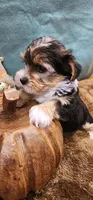 Teddy, a male Yorkshire Terrier for sale in Mount Pleasant, NC – 1 of 6