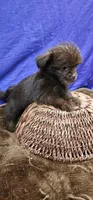 Penny, a female Shih Tzu for sale in Mount Pleasant, NC – 5 of 6