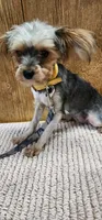 Brittany, a female Yorkshire Terrier for sale in Mount Pleasant, NC – 4 of 5