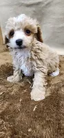 Rose, a female Poodle - Toy  for sale in Mount Pleasant, NC – 4 of 6