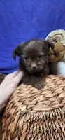 Bean, a male Shih Tzu for sale in Mount Pleasant, NC – 3 of 5